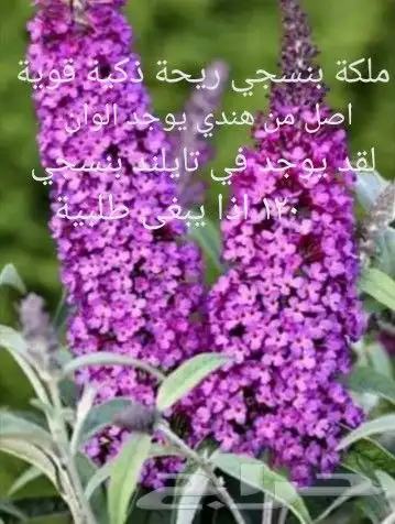 شتلات Rothmannia  wittii1اصل  تايلند 25