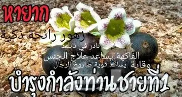 شتلات Rothmannia  wittii1اصل  تايلند 0