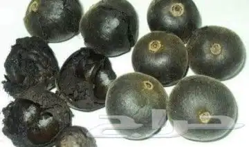شتلات Rothmannia  wittii1اصل  تايلند 4
