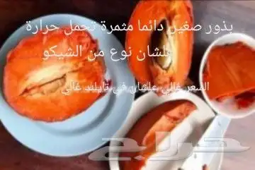 شتلات Rothmannia  wittii1اصل  تايلند 17