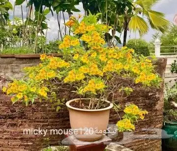 شتلات Rothmannia  wittii1اصل  تايلند 35