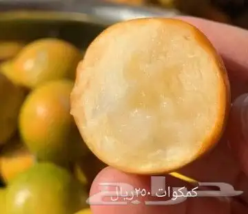شتلات Rothmannia  wittii1اصل  تايلند 48