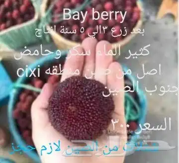 شتلات Rothmannia  wittii1اصل  تايلند 23