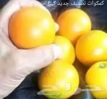 شتلات Rothmannia  wittii1اصل  تايلند 47