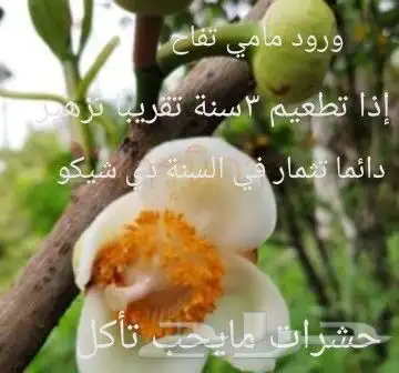 شتلات Rothmannia  wittii1اصل  تايلند 13