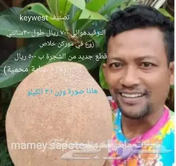 شتلات Rothmannia  wittii1اصل  تايلند 16