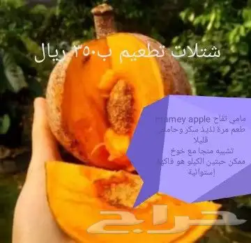 شتلات Rothmannia  wittii1اصل  تايلند 11