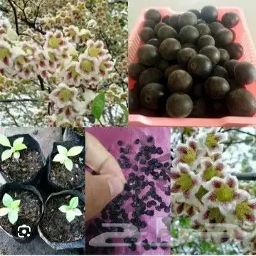 شتلات Rothmannia  wittii1اصل  تايلند 1