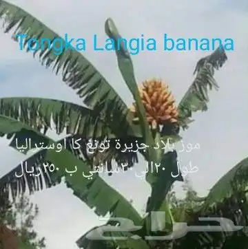 شتلات Rothmannia  wittii1اصل  تايلند 19