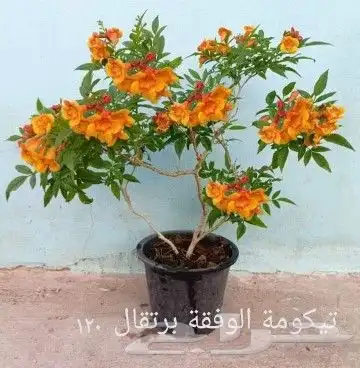 شتلات Rothmannia  wittii1اصل  تايلند 32