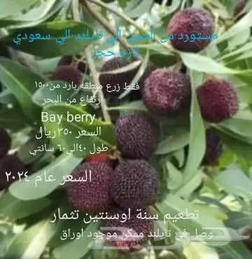 شتلات Rothmannia  wittii1اصل  تايلند 6