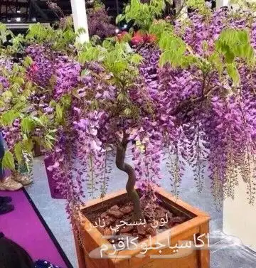 شتلات Rothmannia  wittii1اصل  تايلند 42