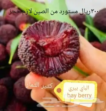 شتلات Rothmannia  wittii1اصل  تايلند 28