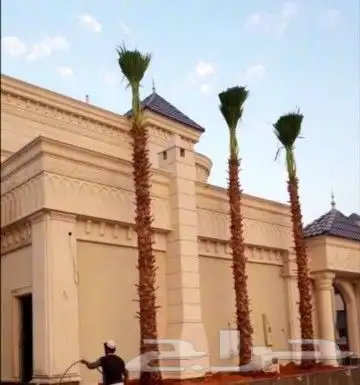 نخل واشنطن للبيع 5