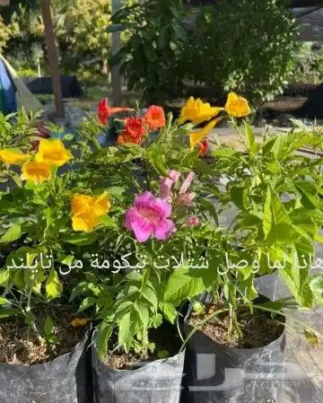 شتلات Rothmannia  wittii1اصل  تايلند 40