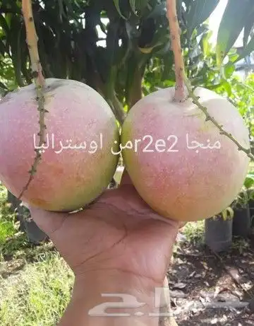 شتلات Rothmannia  wittii1اصل  تايلند 38
