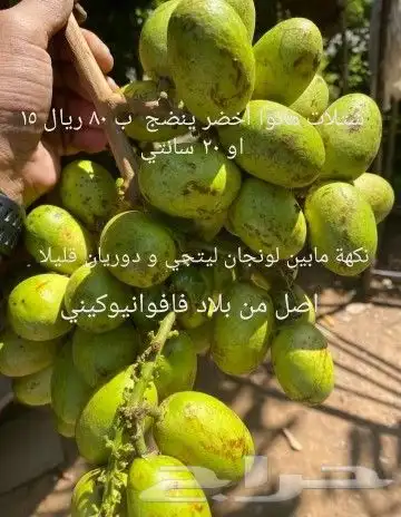 شتلات Rothmannia  wittii1اصل  تايلند 21
