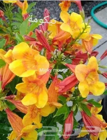 شتلات Rothmannia  wittii1اصل  تايلند 39