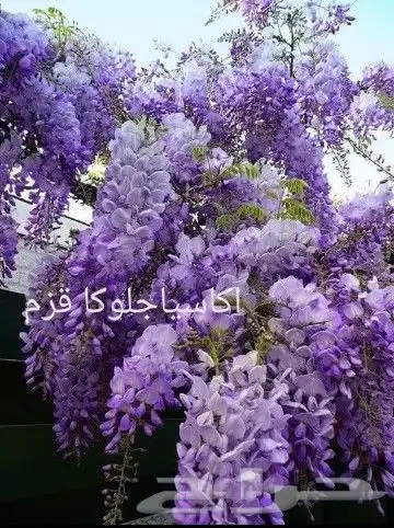 شتلات Rothmannia  wittii1اصل  تايلند 8