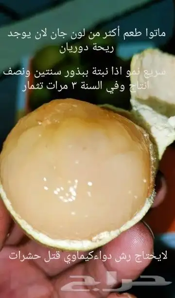 شتلات Rothmannia  wittii1اصل  تايلند 20