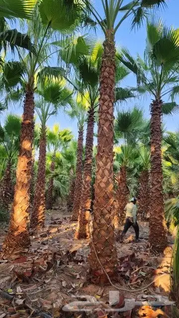 للبيع نخل عربي ونخل وشنطني 0