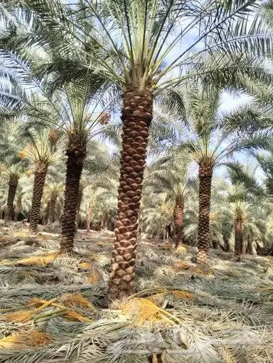 للبيع نخل عربي ونخل وشنطني 1