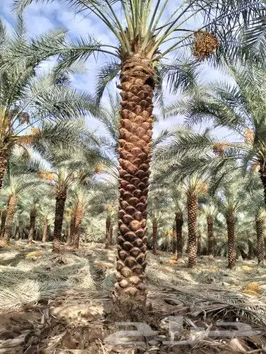 للبيع نخل عربي ونخل وشنطني 3