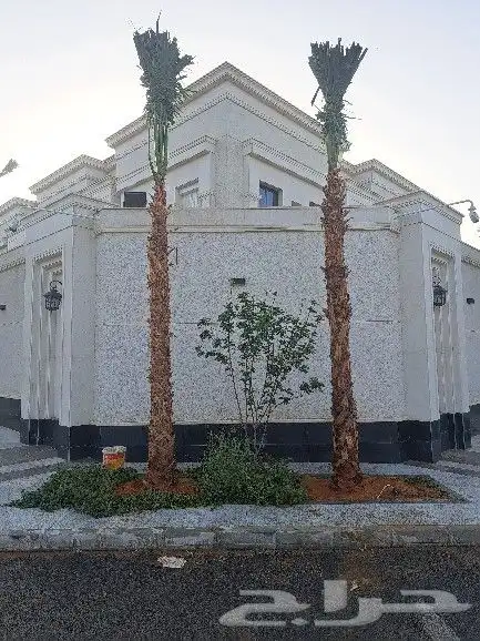 نخل واشنطن للبيع 6