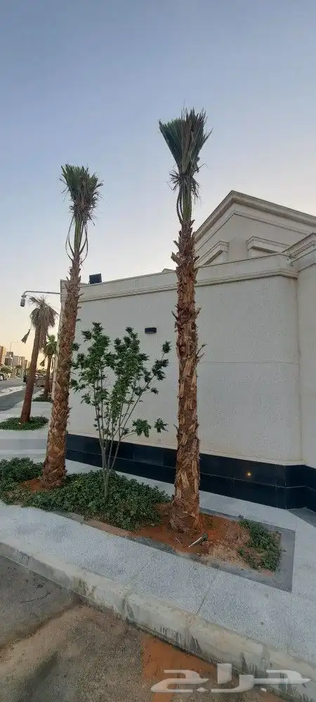 نخل واشنطن للبيع 4