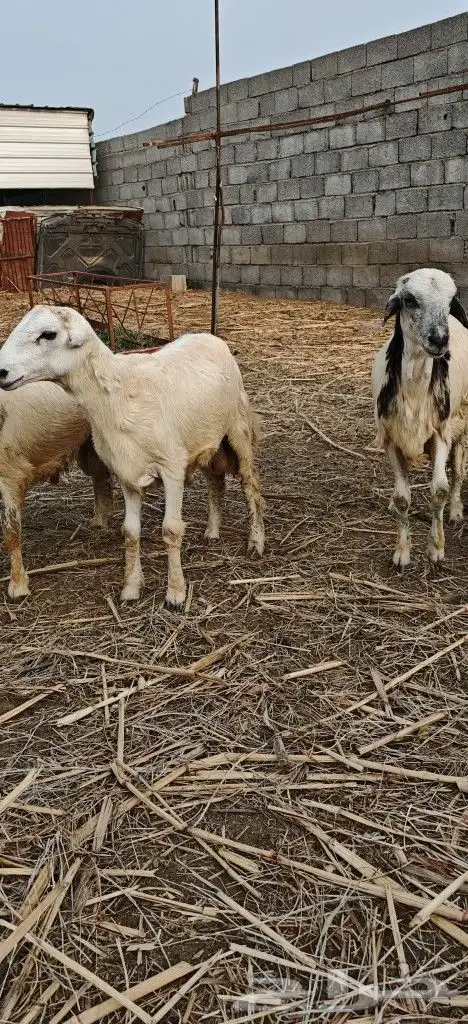 خرفان ذبايح بأسعار مناسبة 3