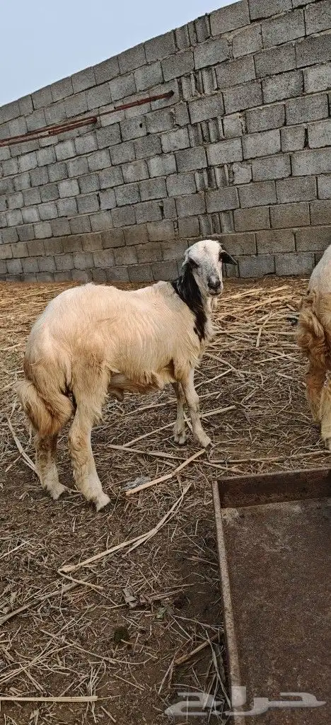 خرفان ذبايح بأسعار مناسبة 2