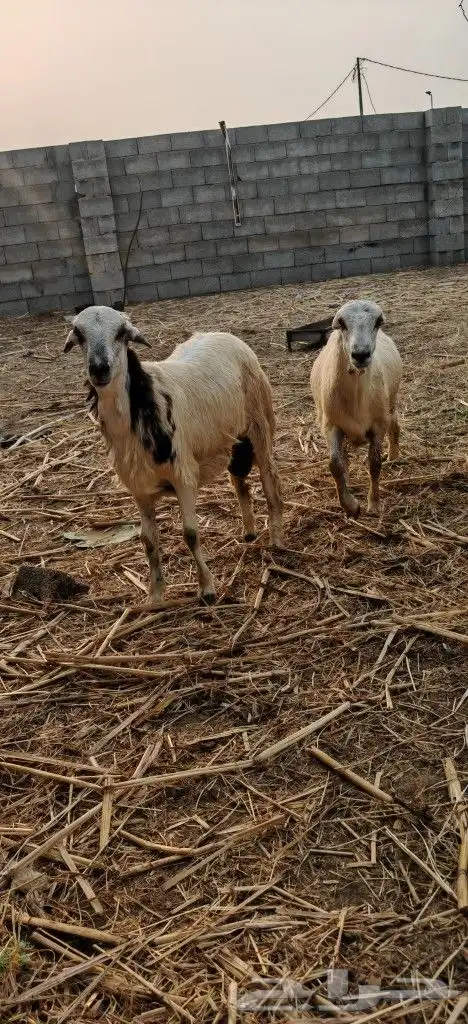 خرفان ذبايح بأسعار مناسبة 0