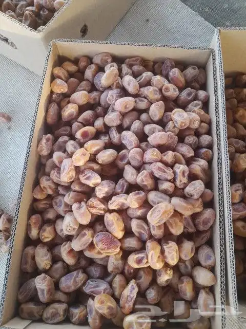 تمور بجميع انواعها وكميات كبيره 6