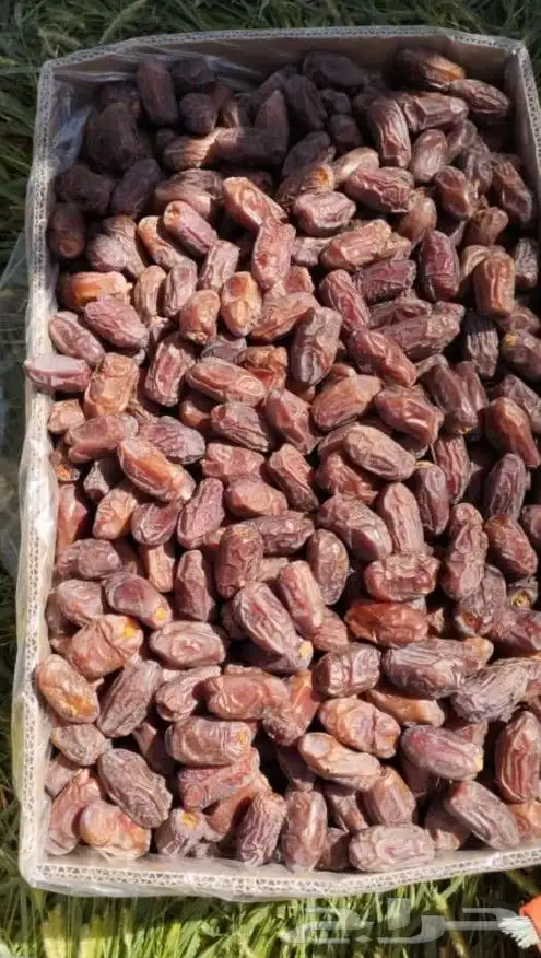 تمور بجميع انواعها وكميات كبيره 0