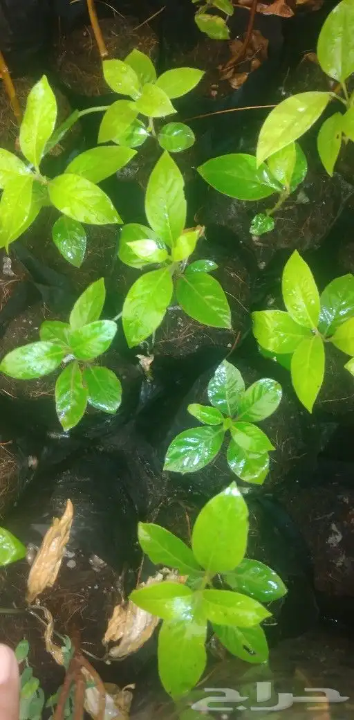 شتلات Rothmannia  wittii1اصل  تايلند 5