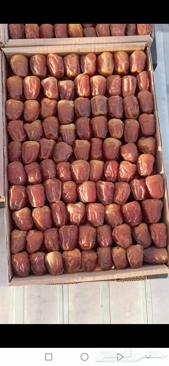 تمور بجميع انواعها وكميات كبيره 2