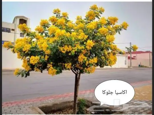 تنسيق حدائق 4