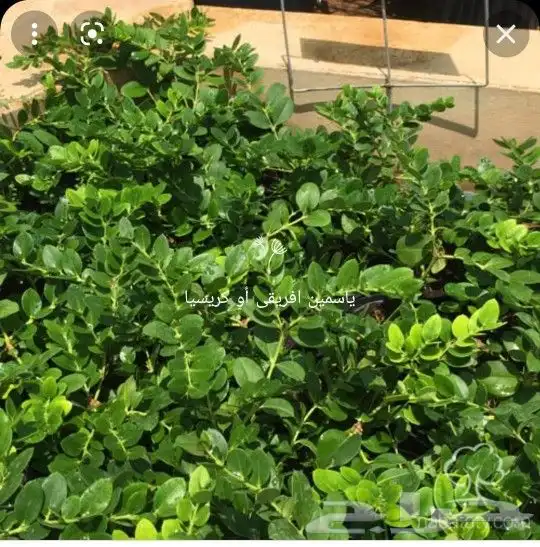 تنسيق حدائق 7