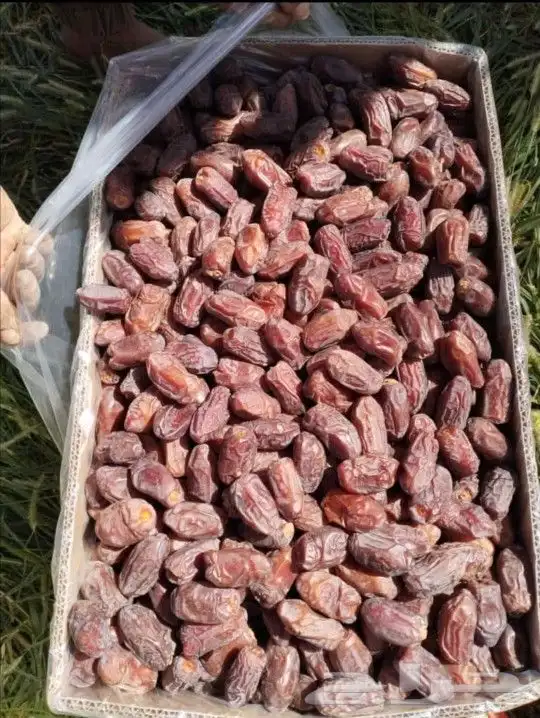 تمور بجميع انواعها وكميات كبيره 1