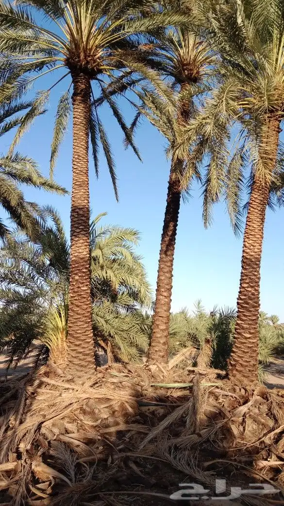 تكريب وتنظيف النخل من السوسه 0