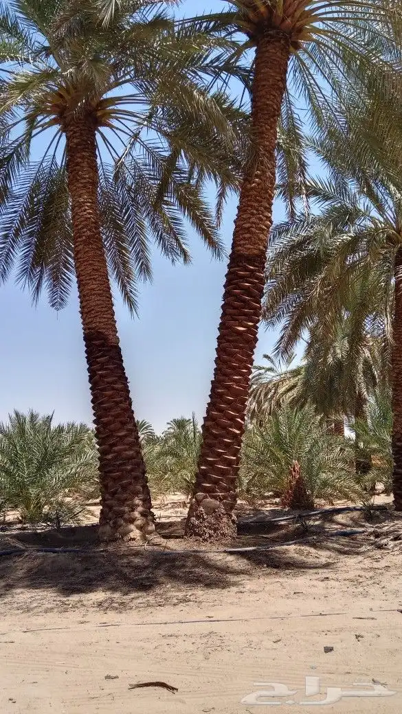 تكريب وتنظيف النخل من السوسه 1