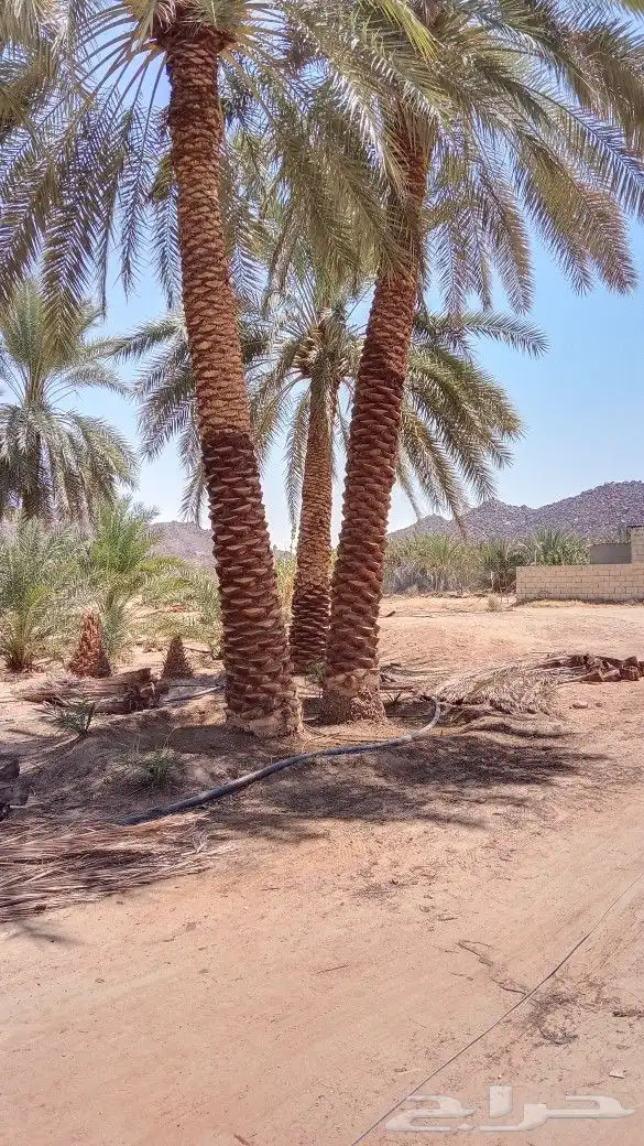 تكريب وتنظيف النخل من السوسه 2