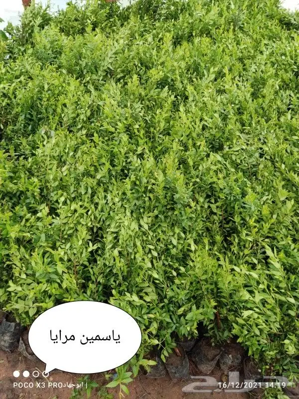 تنسيق حدائق 6