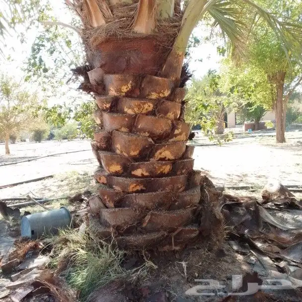 نخيل اللبيع 8