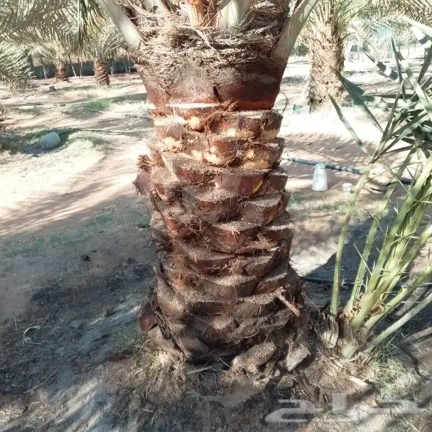 نخيل اللبيع 5