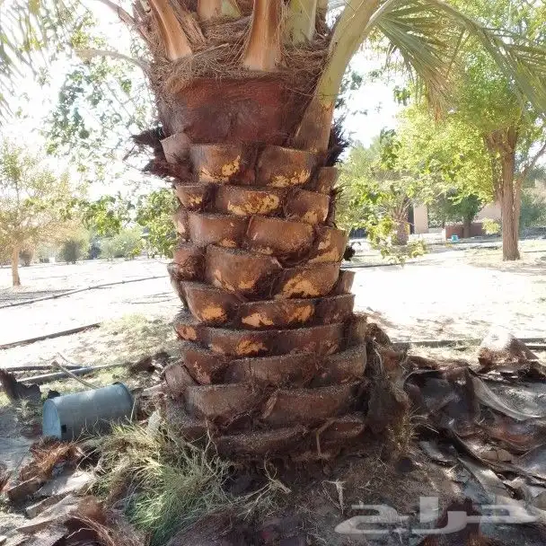 نخيل اللبيع 7