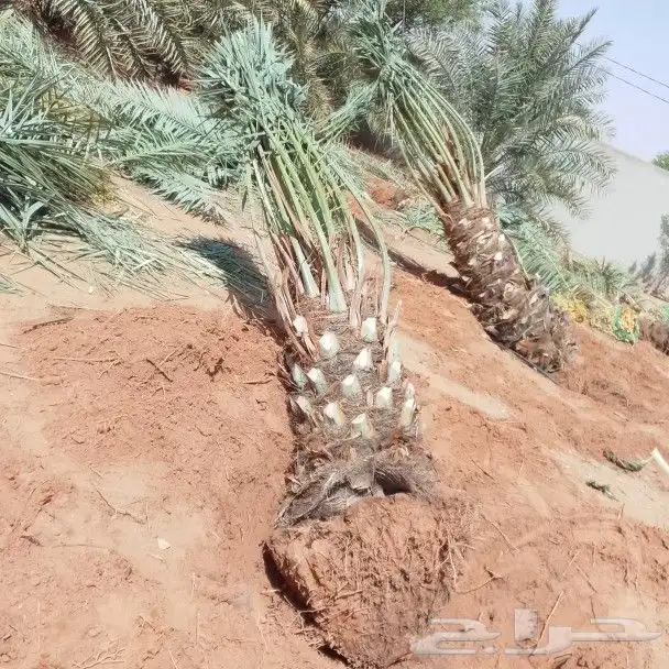 نخيل اللبيع 2
