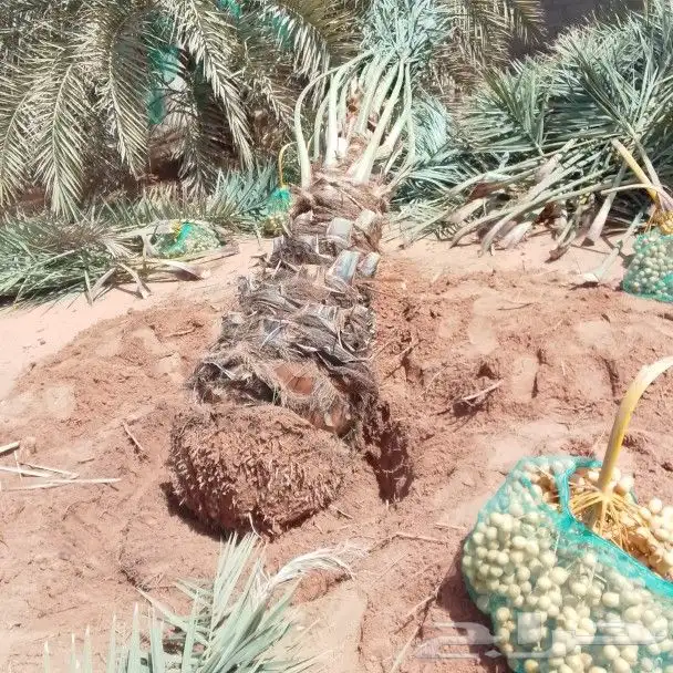 نخيل اللبيع 4