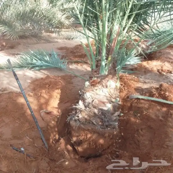 نخيل اللبيع 0