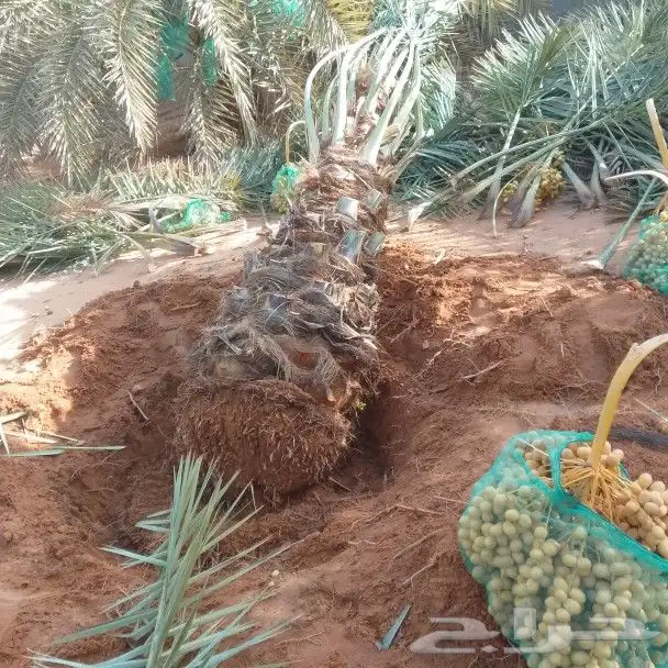 نخيل اللبيع 1